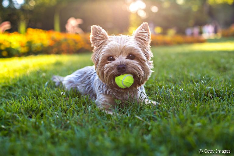 O arremessador de bola para cachorro é diversão garantida
