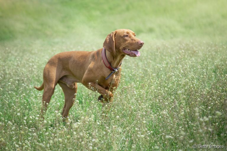 Luxação de patela em cães é um problema sério, e que pode deixar o animal mancando
