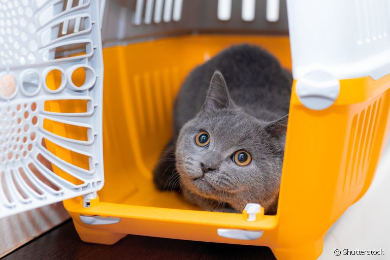 A caixa de transporte para gatos é uma forma segura de levar o seu pet para qualquer lugar