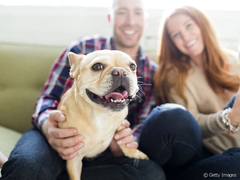 Nomes para cachorro Pug: veja algumas sugestões de como chamar o seu novo amigo