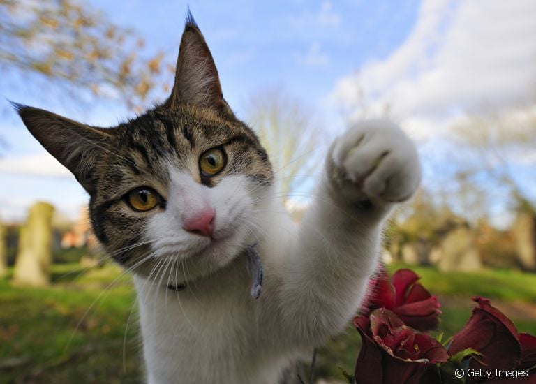 A doença da arranhadura do gato pode ser transmitida para humanos por meio das unhas do felino