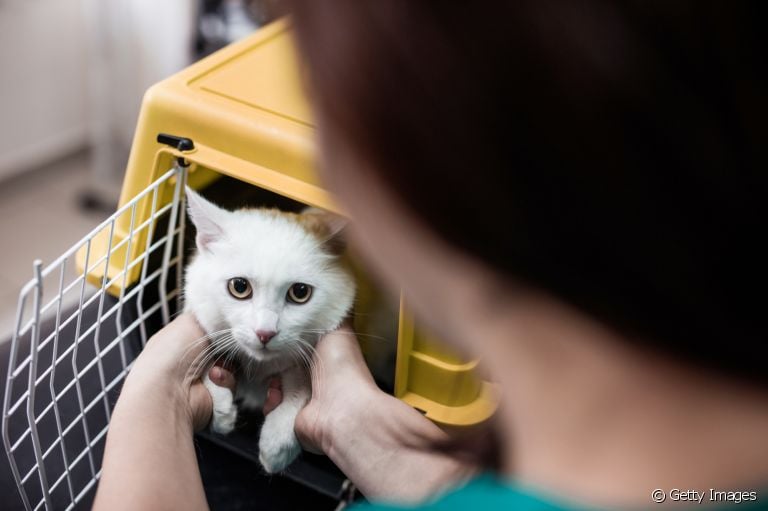 Da caixa de transporte para gatos aos brinquedos: veja os acessórios preferidos dos tutores