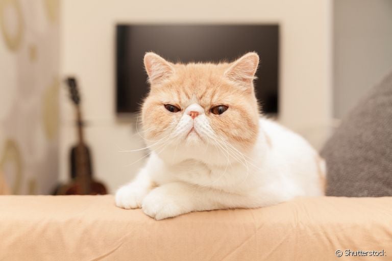 Saiba tudo sobre o chamado "Persa" Exótico, esse gatinho adorável e bem peculiar