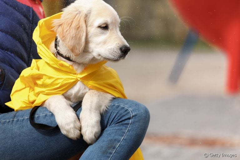 A capa de chuva para cachorro ajuda a deixar o passeio mais confortável para o animal