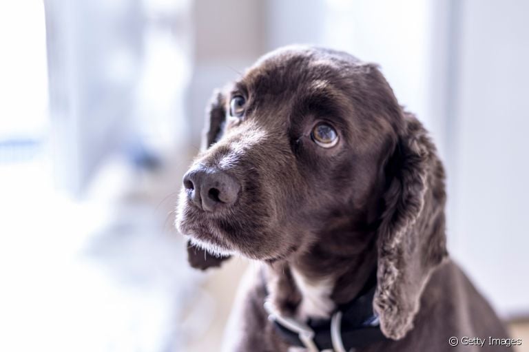 Da doença do carrapato em cachorro à giardíase: saiba quais são as doenças infecciosas mais comuns nos cães
