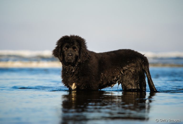 Do Terra Nova ao Golden Retriever: confira algumas raças de cachorro que adoram nadar