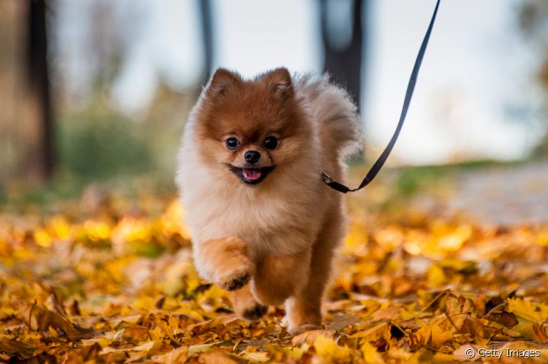 Do Spitz Alemão ao Chow Chow: veja algumas raças de cachorro que sofrem com o calor