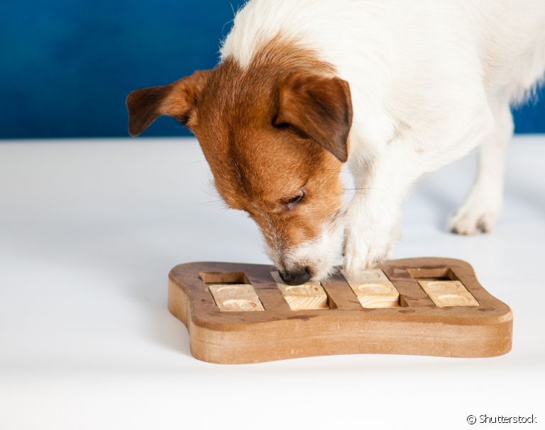Já conhece o quebra-cabeça para cachorro? Saiba mais sobre esse brinquedo!