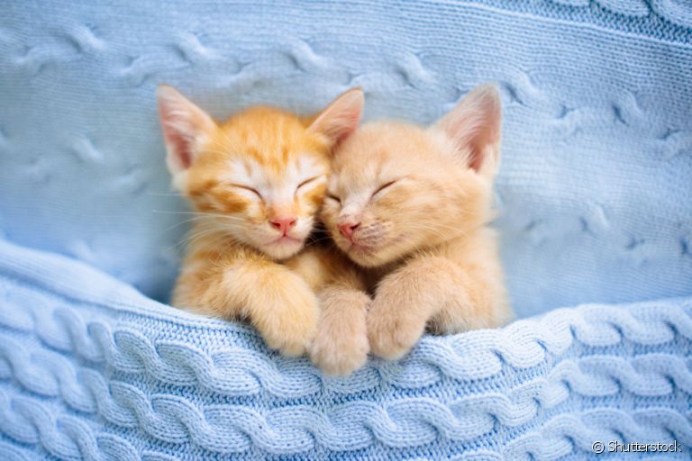 Saiba tudo que você precisa saber sobre como cuidar de gato filhote