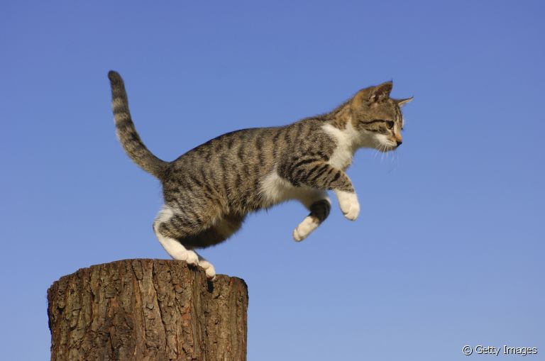 Você já ouviu falar na síndrome do gato paraquedista? Saiba mais sobre o problema!
