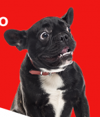 Veja em infográfico como acalmar cachorro com medo de fogos!