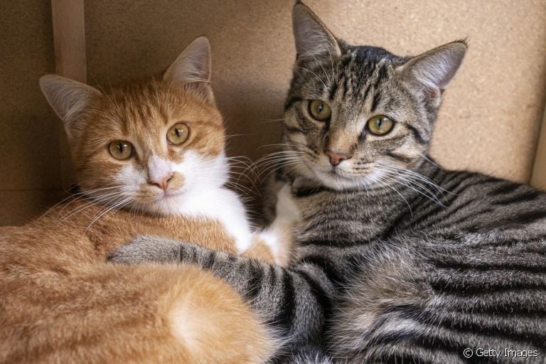 Descubra quanto tempo vive um gato vira-lata