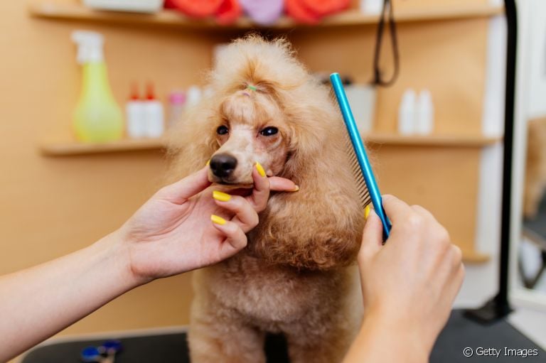 Saiba quais cuidados interferem na saúde da pelagem de cachorro