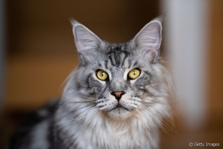 Os gatos da raça Maine Coon podem parecer intimidadores, mas são muito dóceis e amigáveis