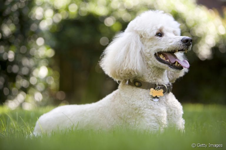 O Poodle é um cãozinho único e capaz de alegrar qualquer ambiente