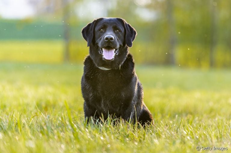 Raças de cachorro preto: do Labrador ao vira-lata, saiba quais são os cães que possuem essa cor de pelagem