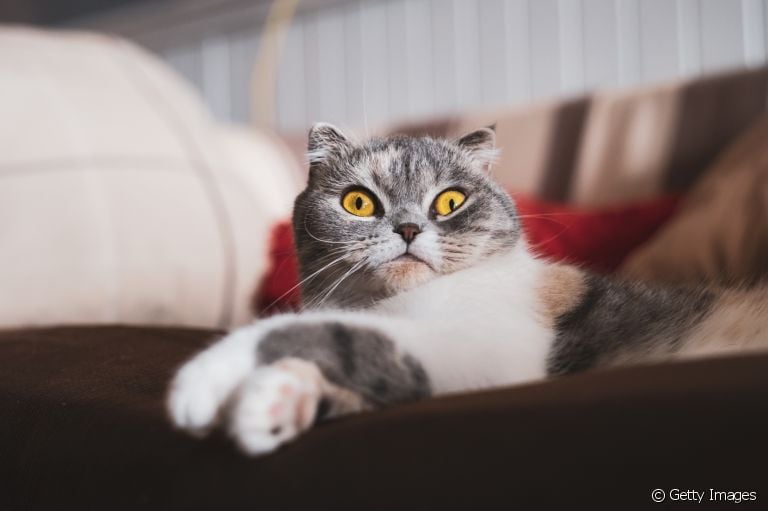 Descubra como acostumar gato na casa nova