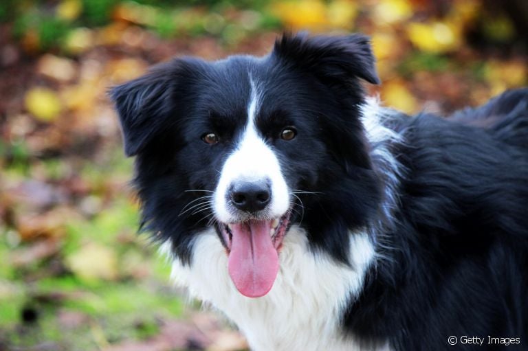 O Border Collie é uma das raças de cachorro mais inteligentes que existe. Veja o que esses cães podem fazer