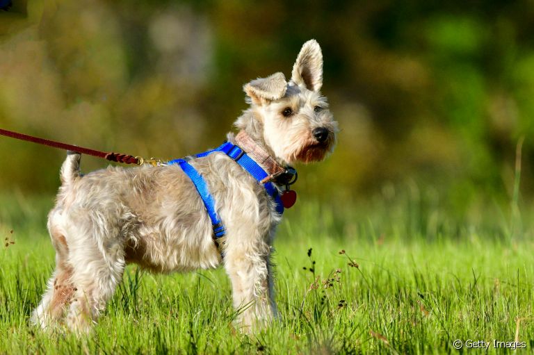 Cuidados com cachorro: dos passeios à vacinação, veja o que você não pode esquecer