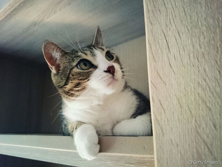 Como fazer o gato ficar caseiro? Veja algumas dicas de como criar gato dentro de casa
