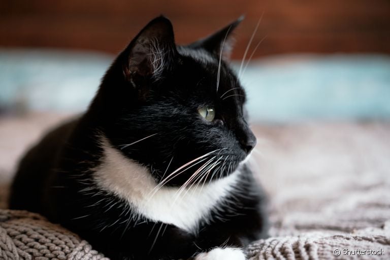 A rinotraqueíte felina é uma doença respiratória altamente contagiosa
