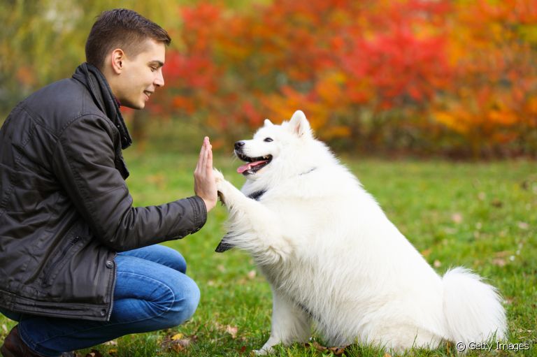 O adestramento de cães consegue corrigir comportamentos e também ensinar truques e comandos de obediência