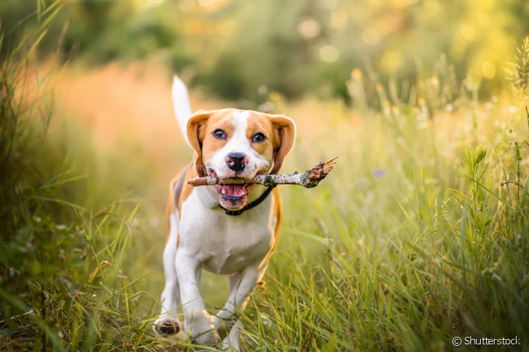 Jogar graveto para cachorro é uma brincadeira segura?