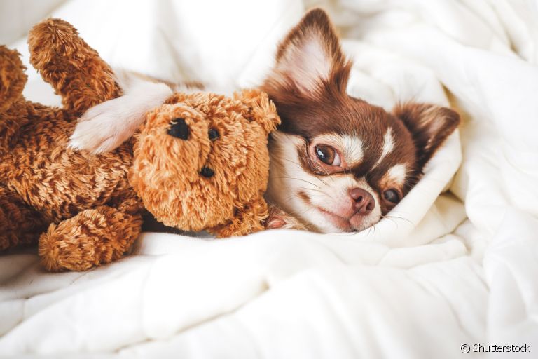 Conheça as melhores opções de brinquedos para cachorro filhote