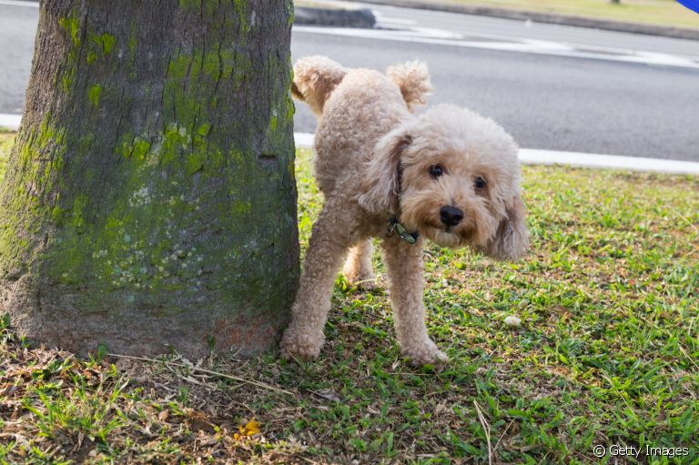 É normal o cachorro castrado marcar território?