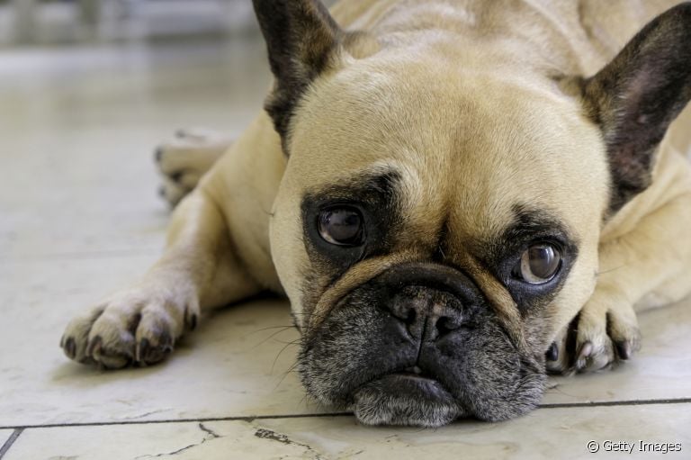 Cachorro sem apetite, emagrecendo e com problemas gastrointestinais são sinais de estresse