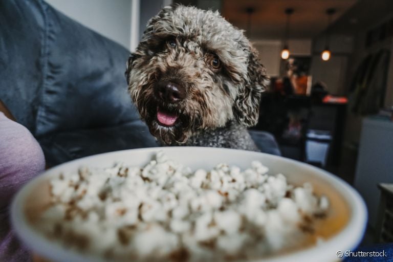 Será que pode dar pipoca para cachorro? Descubra!