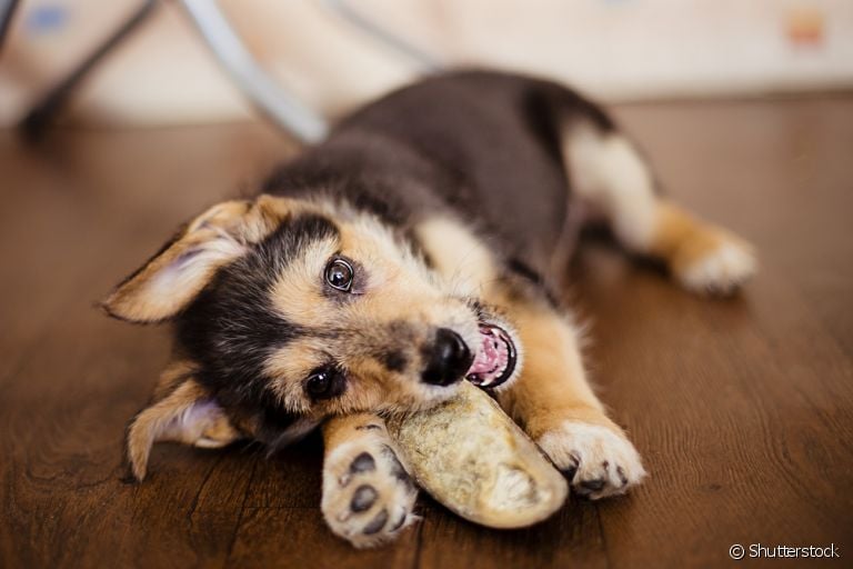 Entenda os benefícios e perigos do casco de boi para cachorro