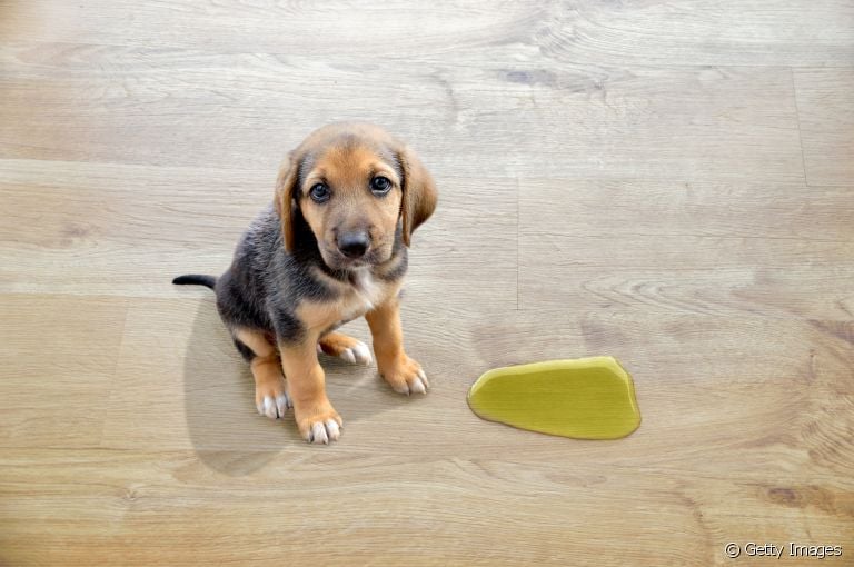 Cachorro fazendo xixi fora do lugar depois de mudar de casa? Saiba como corrigir esse comportamento!