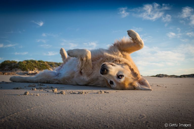 Entenda como ensinar o cachorro a fingir de morto e rolar