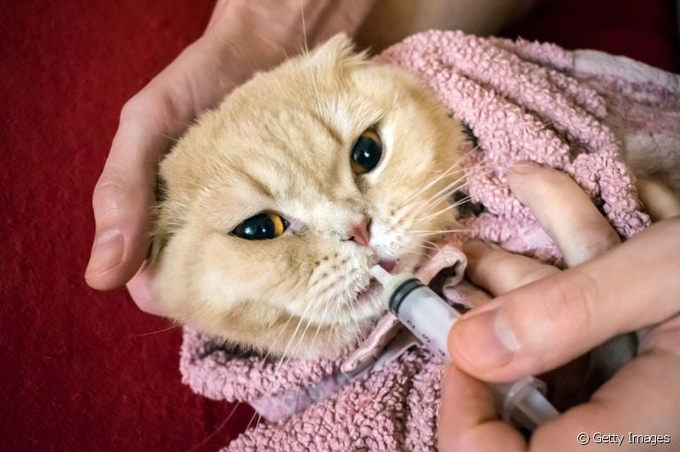 Dar remédio para gato é sempre um desafio para os tutores