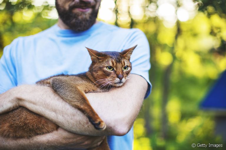 Veja dicas de como segurar um gato corretamente