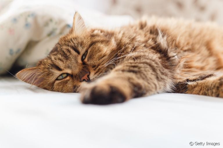 Apesar do nome difícil, o complexo respiratório felino é um problema muito comum