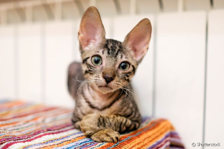 A raça de gato Cornish Rex é uma das poucas com a pelagem ondulada