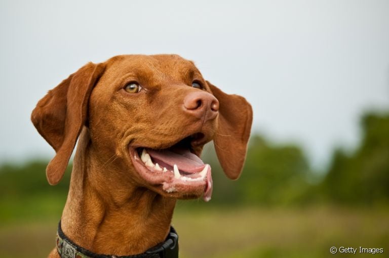 Cachorro quebrou o dente? Veja quais são as possíveis razões por trás disso