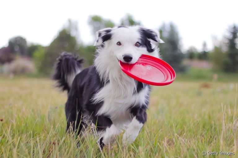O frisbee para cachorro é capaz de promover vários benefícios para o seu pet