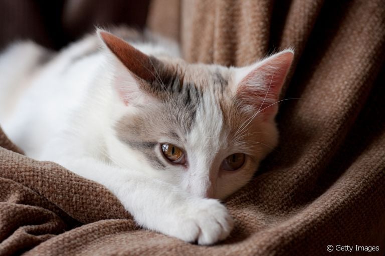 Intoxicação em gatos: entenda quais as reações mais comuns no organismo felino