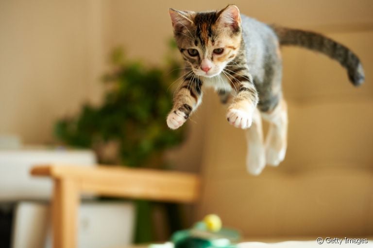 Você já deve ter ouvido falar que o gato tem 7 vidas, não é mesmo? Entenda o que gerou essa história!