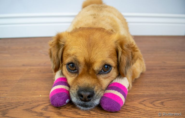 Entenda como as meias para cachorro antiderrapante ajudam na qualidade de vida dos idosinhos!