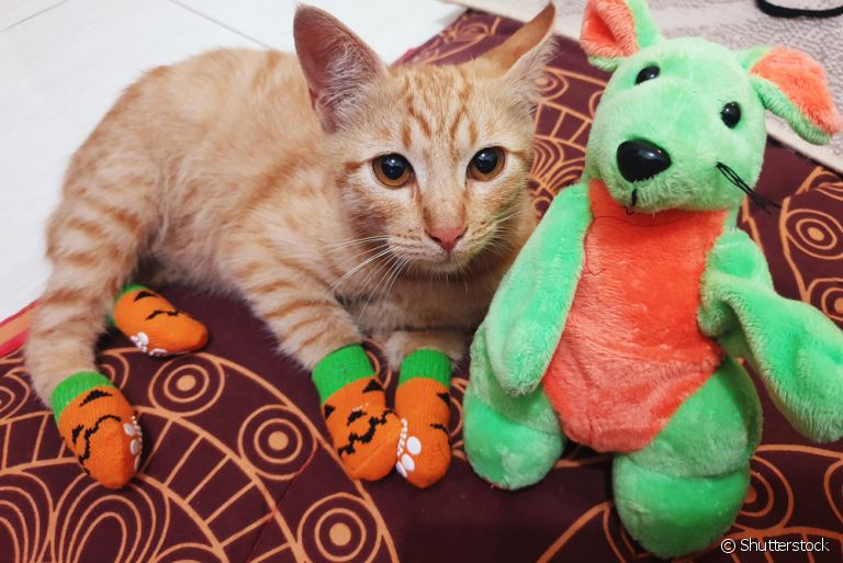 A meia para gato pode deixar o animal super fofo, mas será que prejudica seus instintos?