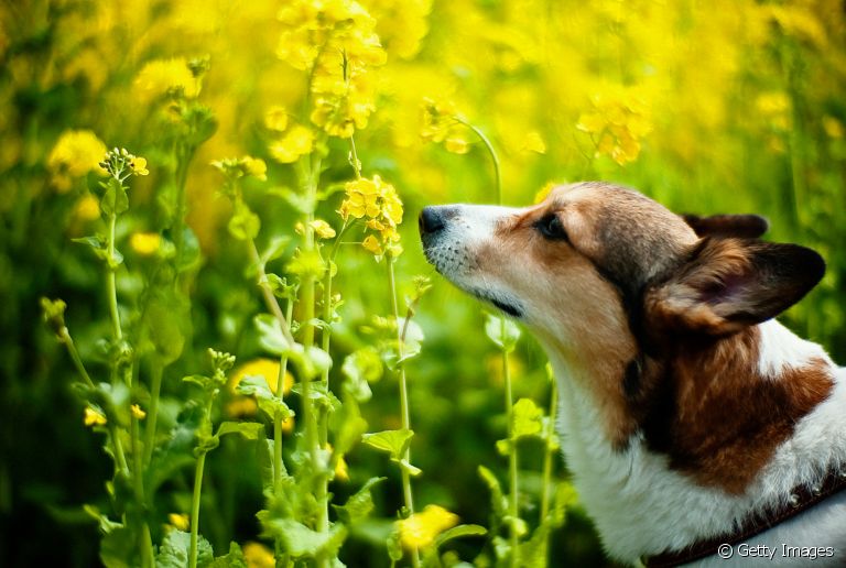 Olfato canino: você já ouviu falar sobre a "memória olfativa" dos cães?