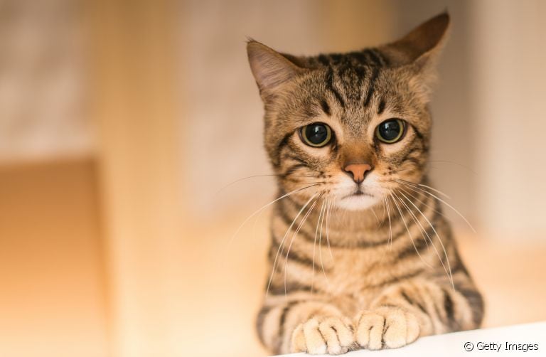 A micoplasmose felina nem sempre é sintomática