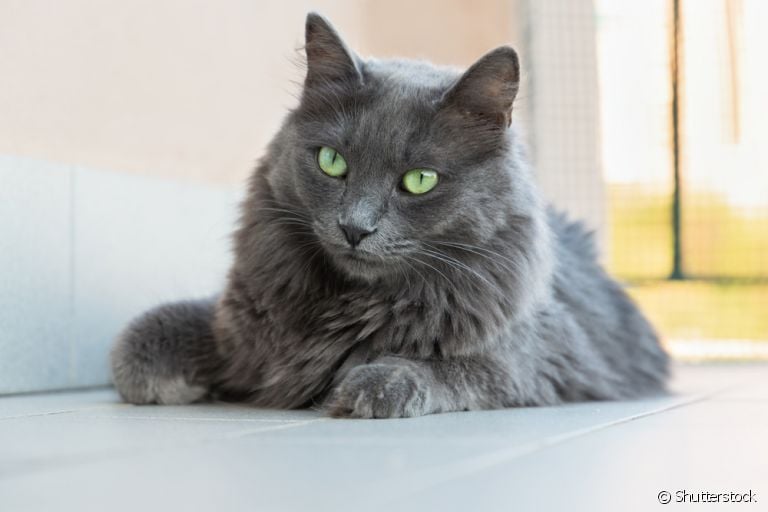 O gato Nebelung é um companheiro leal e dócil que vai fazer você se apaixonar