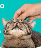 Onde fazer carinho no gato? Veja o infográfico para nunca mais errar