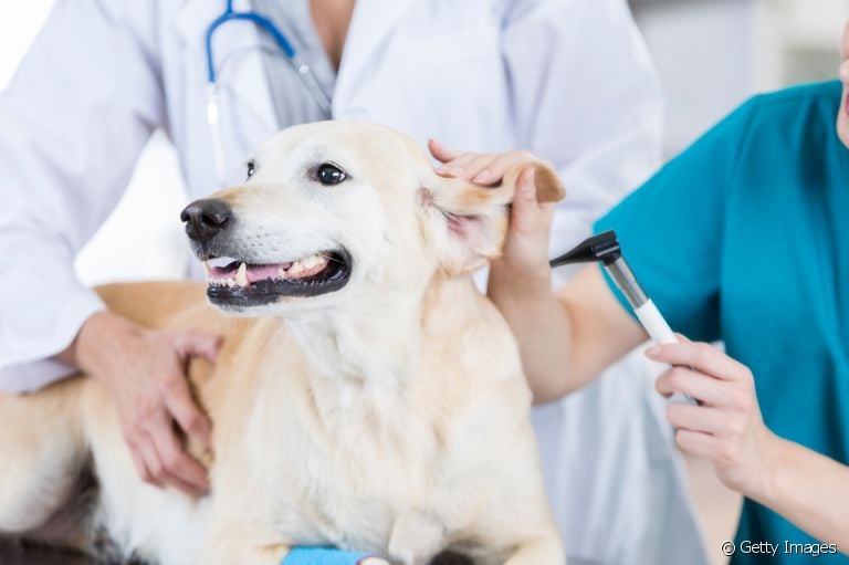 A otite canina é mais comum do que você imagina e pode ser de três tipos diferentes. Saiba mais!