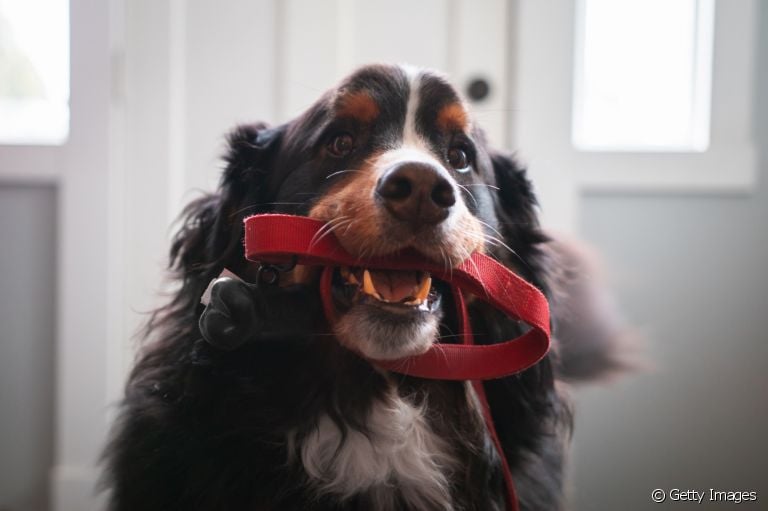 Você tem um cachorro ansioso para passear? Veja como deixar ele menos agitado